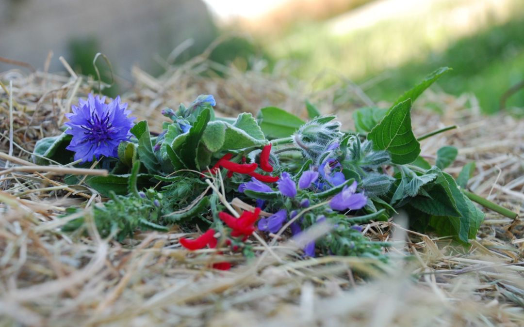 L’Explorateur : Le Champ des comestibles – Des fleurs dans votre assiette ! CAUVILLE-SUR-MER