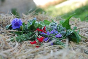 L’Explorateur : Le Champ des comestibles – Des fleurs dans votre assiette ! CAUVILLE-SUR-MER