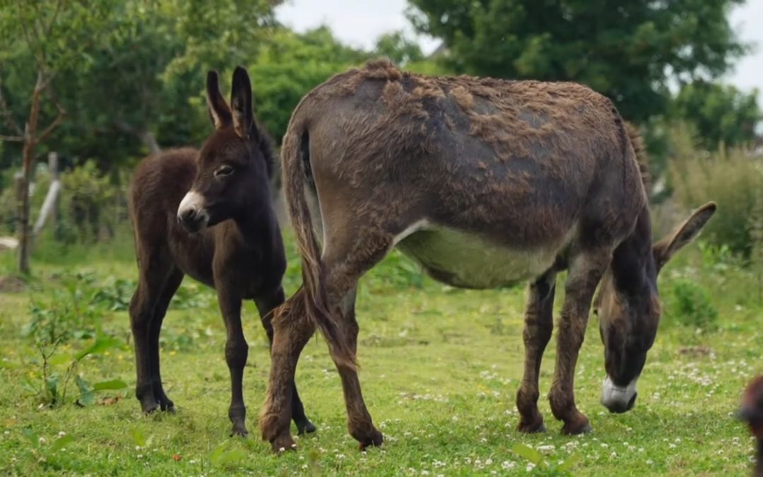 Le Havre – producteurs locaux